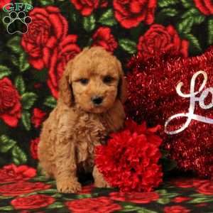 Bobby, Mini Goldendoodle Puppy